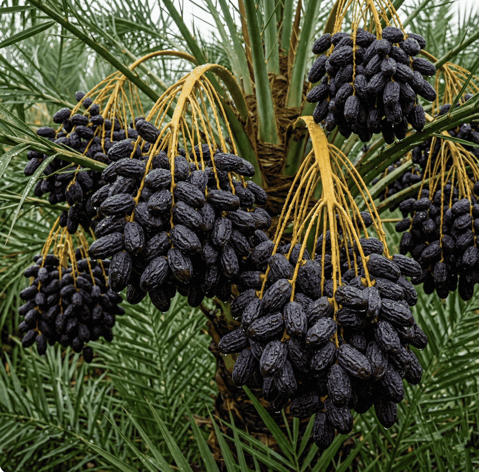 Date Palm